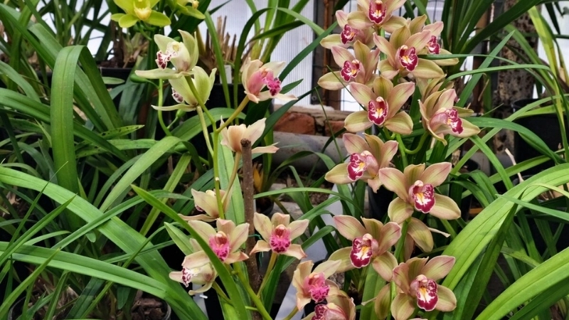 Những hình ảnh hoa địa lan đẹp nhất 2025.