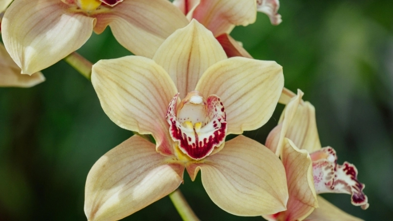 Hướng dẫn trộn đất trồng hoa địa lan