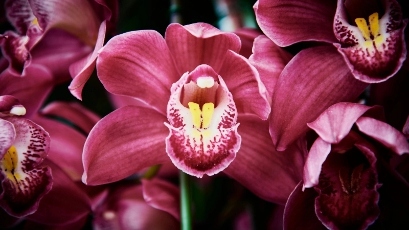 Các loại phân bón cho địa lan tốt nhất