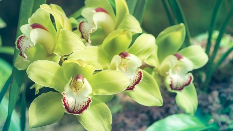 Dấu hiệu nhận biết bệnh thường gặp ở địa lan