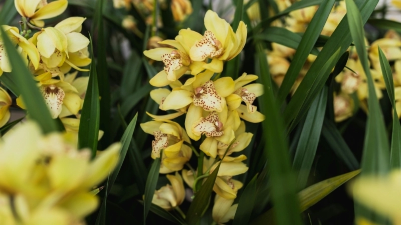 Vẻ đẹp hùng vĩ của tranh phong cảnh quê hương đất nước