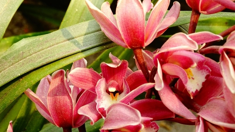 Hướng dẫn cách trồng hoa địa lan trong chậu