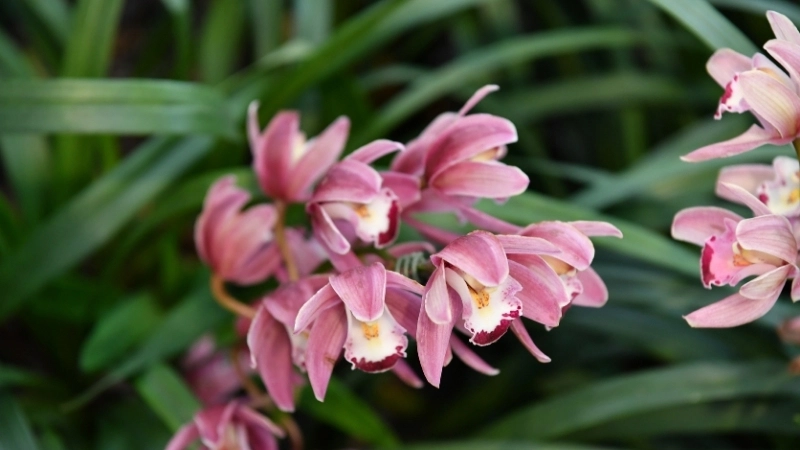 Một chậu hoa địa lan Tết sum vầy