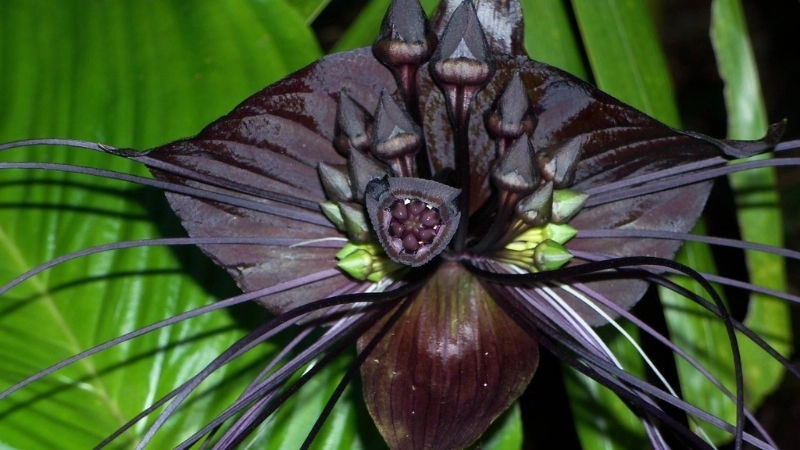 Vẻ đẹp của cây Tacca chantrieri trong môi trường tự nhiên