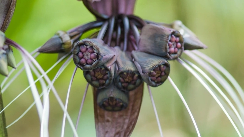 Hoa quỷ đen và những câu chuyện huyền bí xung quanh