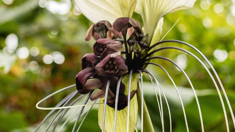 Phiên bản hoa dơi đen trắng hiếm gặp và độc đáo