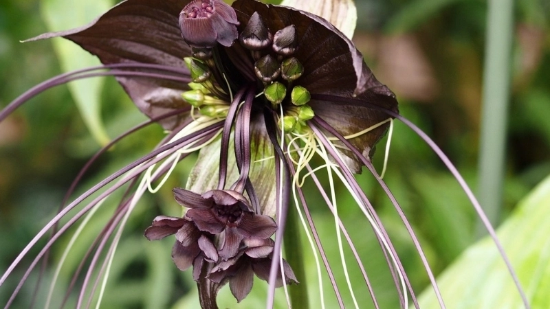 Cách chọn hạt giống hoa dơi đen chất lượng cao