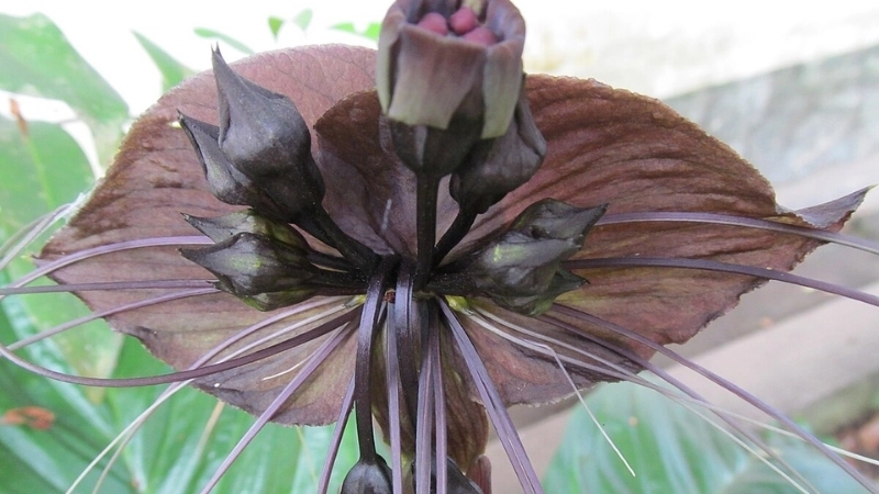 Tìm hiểu hoa dơi đen hợp mệnh gì để mang lại may mắn