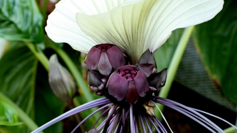 Cận cảnh vẻ đẹp ấn tượng qua hình ảnh hoa dơi đen với những sợi râu dài