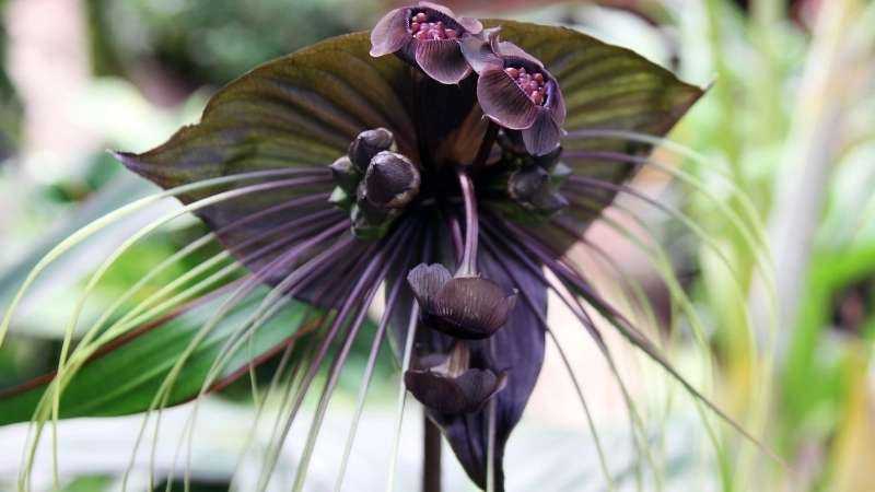 Hình ảnh hoa dơi đen nở rộ trong vườn nhà