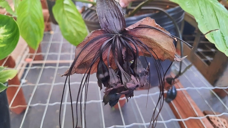 Cận cảnh những sợi râu đặc trưng của hoa dơi đen