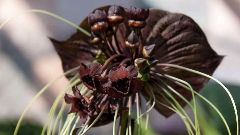 Mua cây hoa dơi đen ở đâu để đảm bảo giống tốt