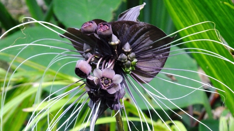 Vẻ đẹp ma mị của hoa quỷ đen trong màn sương