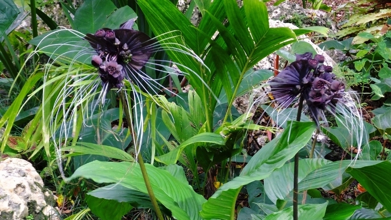 Hướng dẫn chi tiết cách trồng hoa dơi đen từ củ