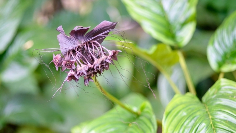 Gợi ý mua cây hoa dơi đen ở đâu tại Hà Nội và TP.HCM