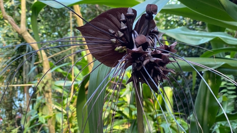 Tuyển tập hình ảnh hoa dơi đen đẹp nhất 2025