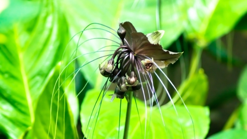 Thông tin khoa học về việc hoa dơi đen có độc không