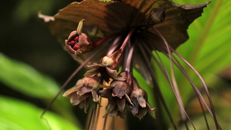 Cách nhân giống từ củ hoa dơi đen hiệu quả