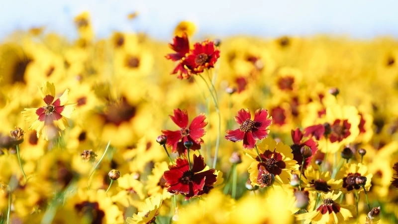 Phân tích đặc điểm hoa mắt rắn qua ảnh macro