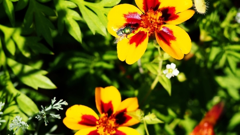 Tìm hiểu về cách trồng hoa mắt rắn trong tự nhiên