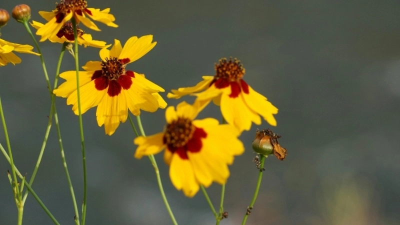 Sự thật hoa mắt rắn có thật không