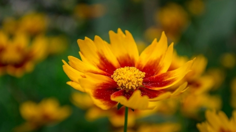 Một trong những loài hoa màu tím đẹp nhất