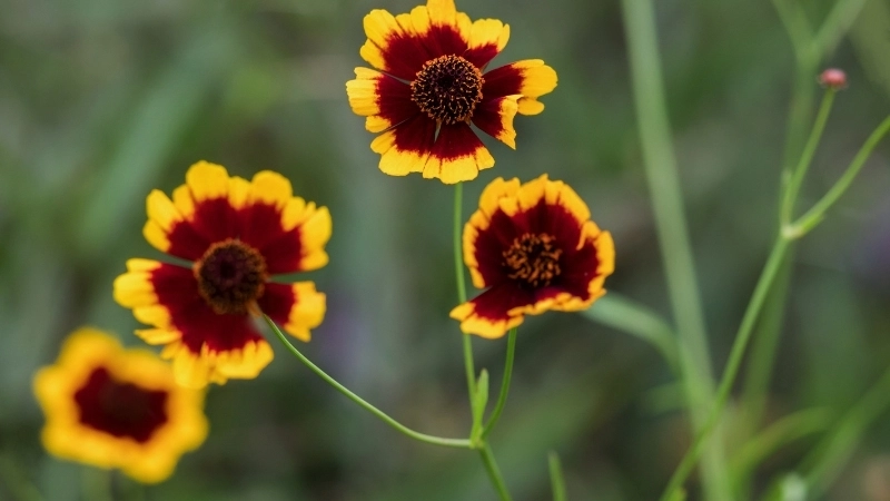 Kết quả từ cuộc khám phá thực vật Colombia