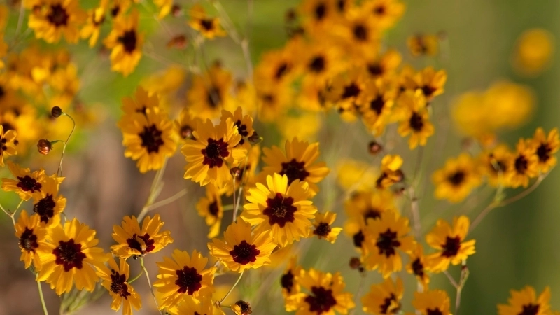 Cận cảnh đặc điểm hoa mắt rắn với hoa văn độc đáo