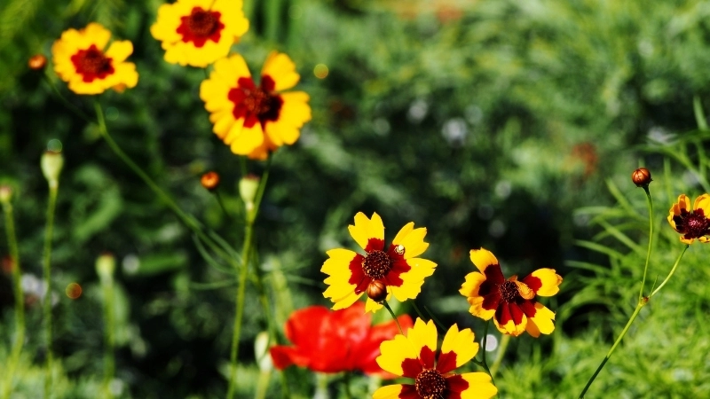 Đặc điểm hoa mắt rắn giúp nó ngụy trang