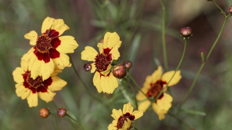 Vẻ đẹp hoang dã của loài hoa mới trên dãy Andes