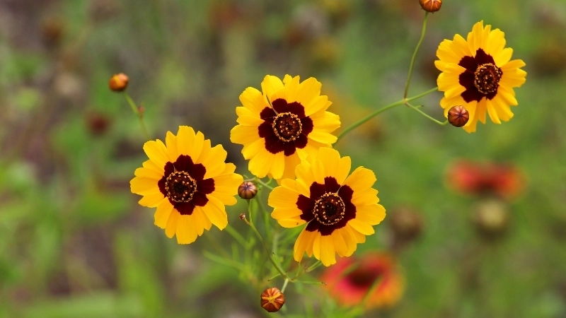 Một bông hoa màu tím đẹp với cấu trúc độc đáo