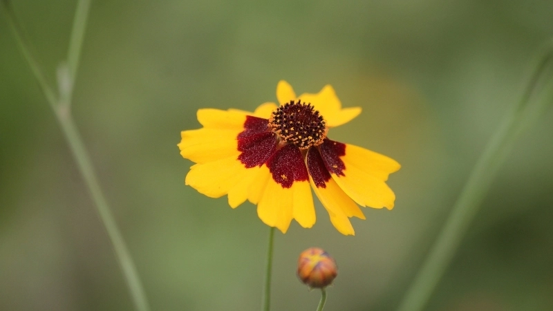 Vẻ đẹp hùng vĩ của tranh phong cảnh quê hương đất nước