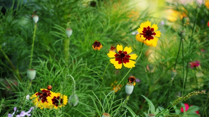 Tên khoa học của hoa là Stenostephanus grayii