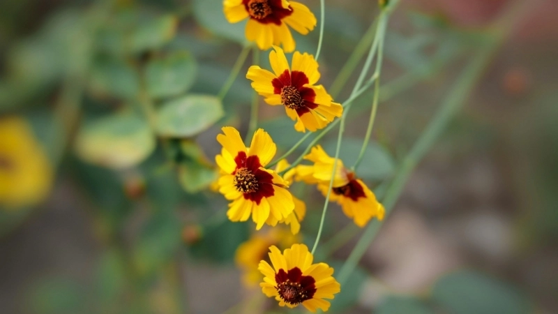 Cận cảnh loài hoa mới trên dãy Andes