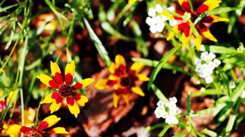 Chiêm ngưỡng những hình ảnh hoa mắt rắn đầu tiên