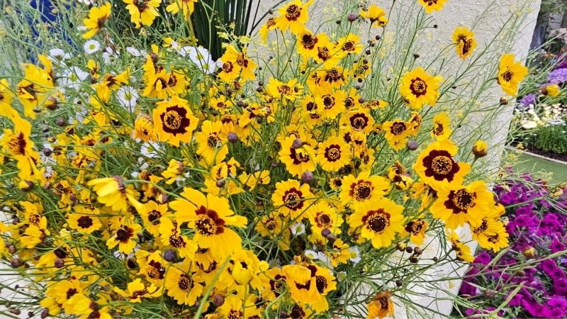 Hình ảnh hoa mắt rắn trong môi trường sống tự nhiên