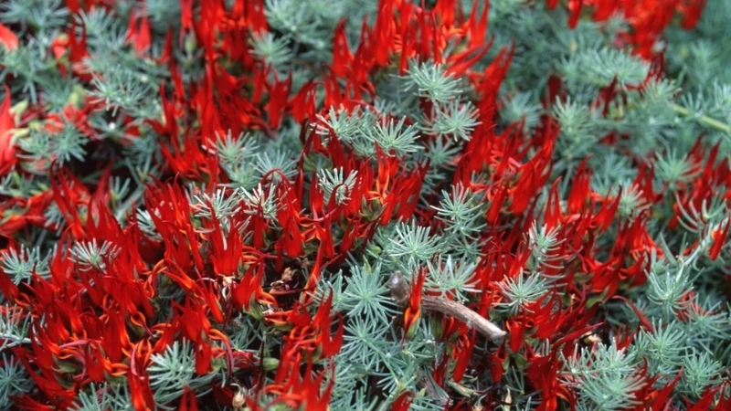 Cận cảnh hoa Mỏ Vẹt đỏ