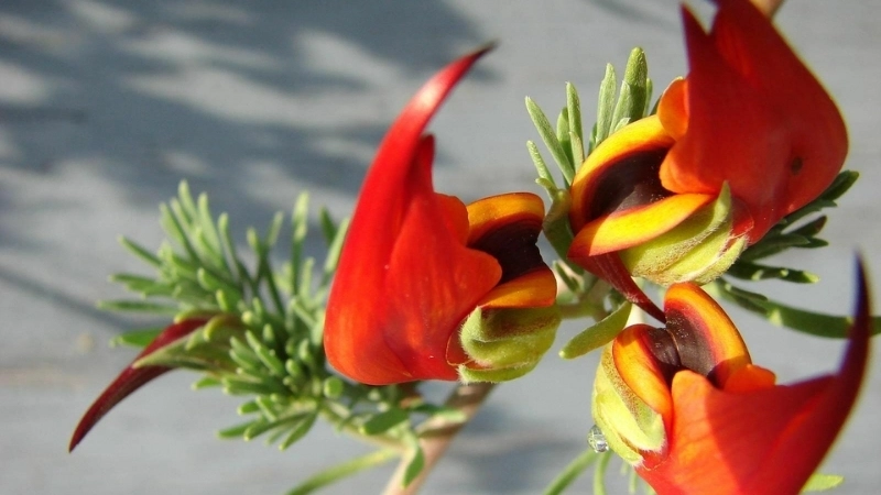 Cây Mỏ Vẹt trong chậu treo