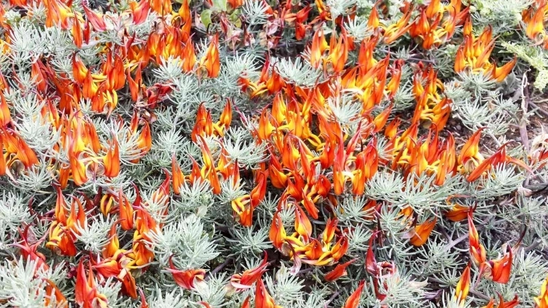 Thông tin hoa Mỏ Vẹt tuyệt chủng