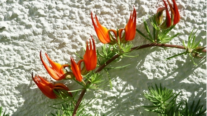 Vẻ đẹp của hoa Mỏ Vẹt