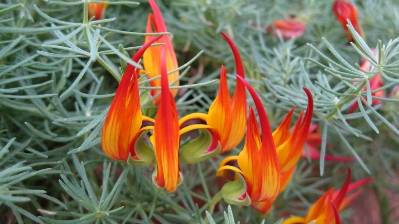 Cách chăm sóc hoa Mỏ Vẹt ra hoa