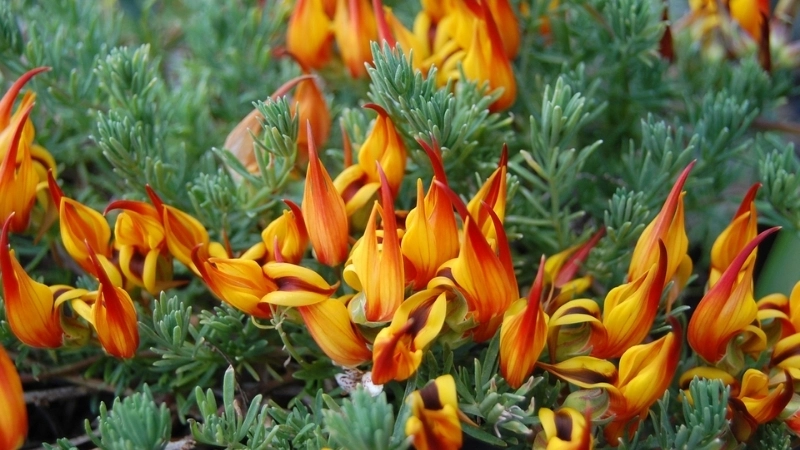 Hình ảnh hoa Mỏ Vẹt đỏ rực rỡ