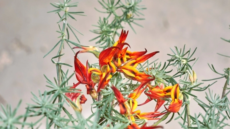 Ý nghĩa đặc biệt của hoa Mỏ Vẹt