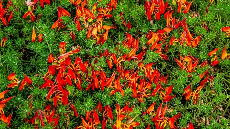 Hoa Mỏ Vẹt Lotus Berthelotii