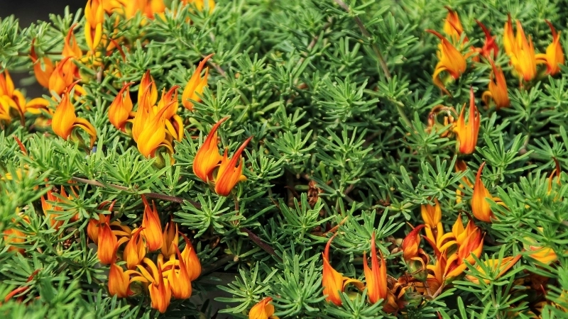 Hướng dẫn cách trồng hoa Mỏ Vẹt