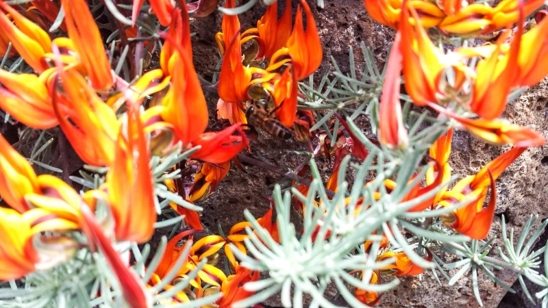 Tìm hiểu ý nghĩa hoa Mỏ Vẹt