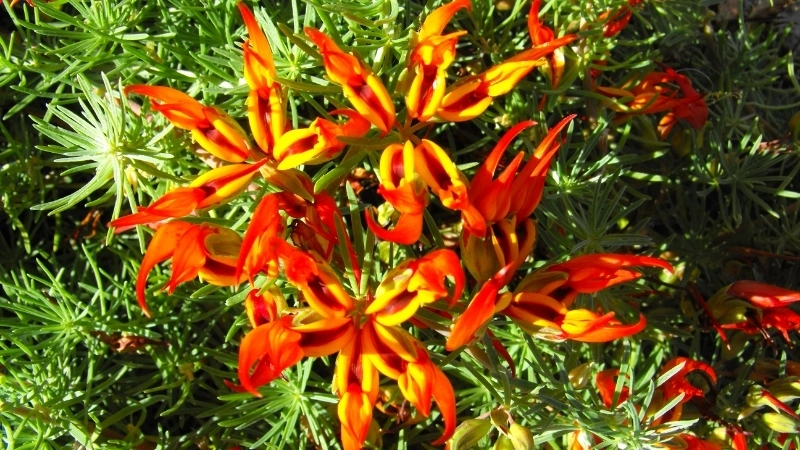 Mua hạt giống hoa Mỏ Vẹt ở đâu