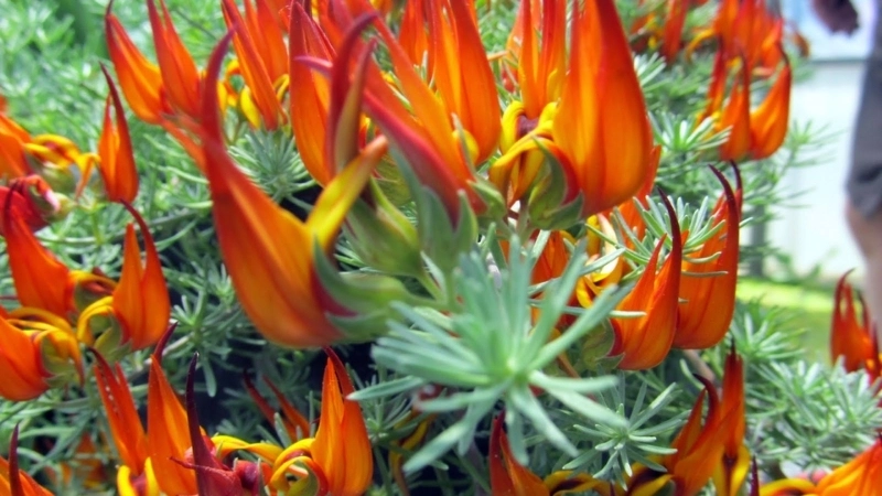 Sự thật hoa Mỏ Vẹt có thật không