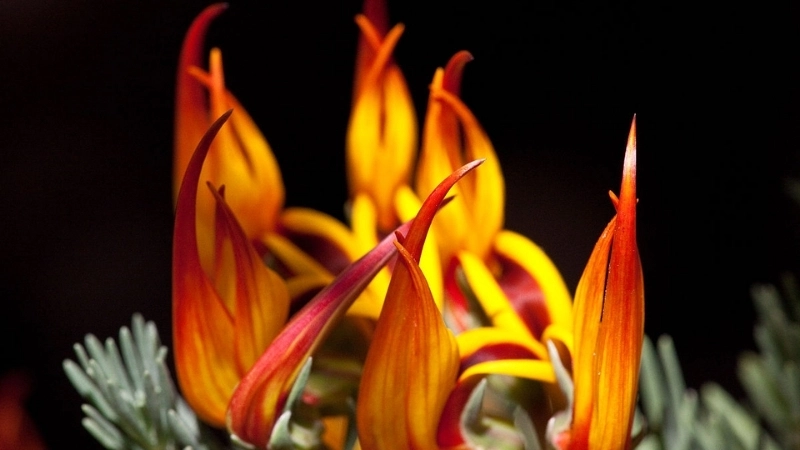 Hình ảnh hoa Mỏ Vẹt đẹp nhất