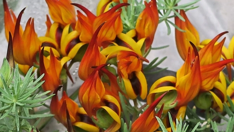 Tên khoa học Lotus Berthelotii